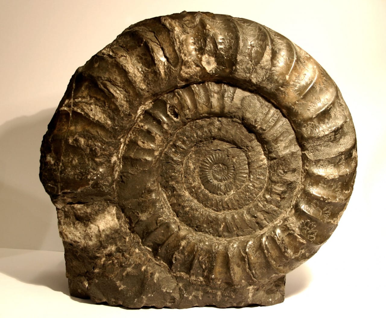 Ammonit im Kalkstein